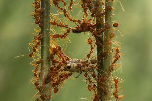 Red ants colony at work