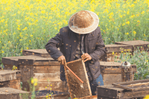 What Sydney-born startup Invertigro learned taking its indoor farming solutions to Asia