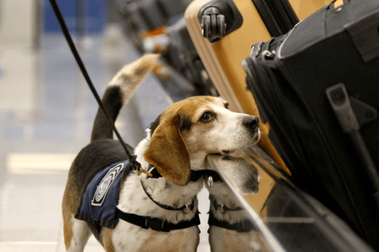 Data61 partners with Unisys to develop border security solution powered by analytics