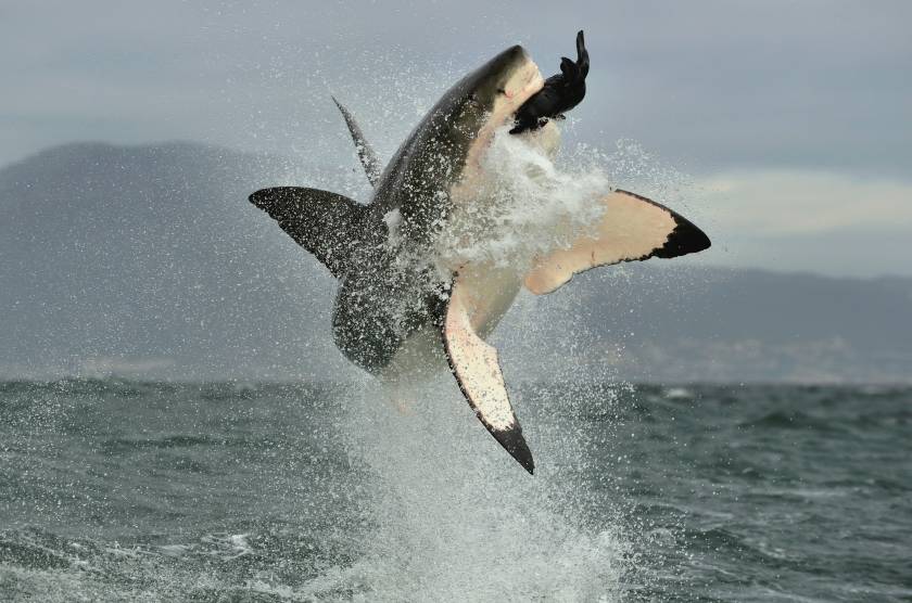 Great white shark