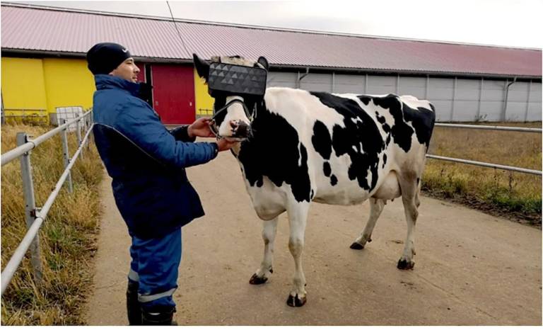 Russian farmers are using virtual reality to try and make cows happier