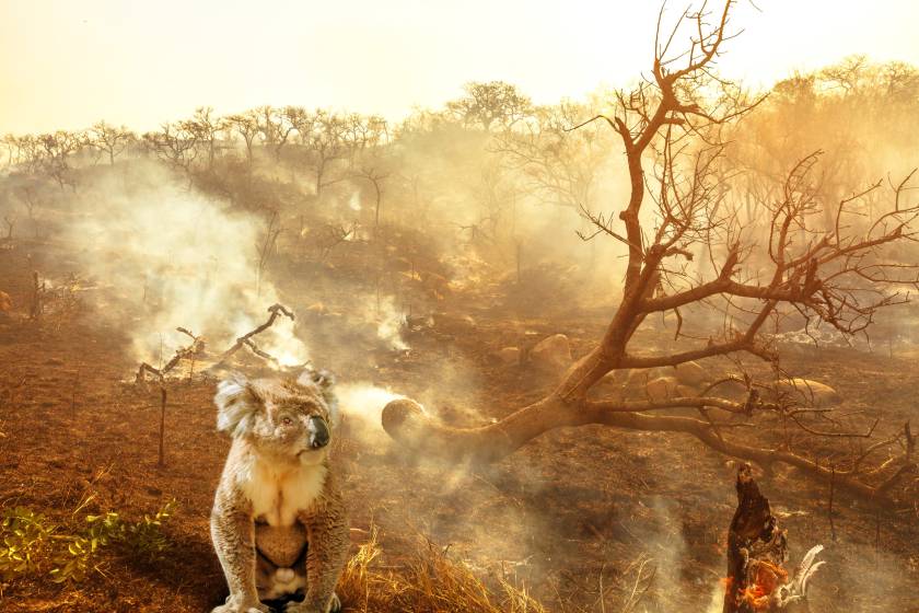 koala, bushfire