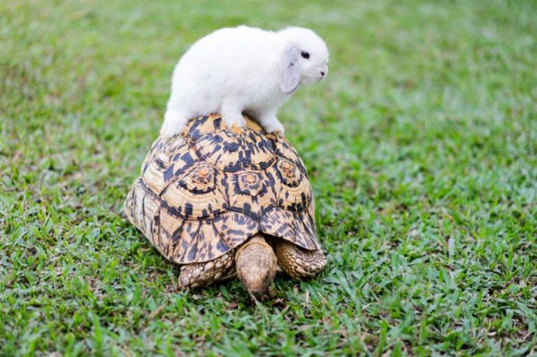 Telstra, Optus and TPG pay a combined $33.5 million in fines for misleading speed claims on NBN plans