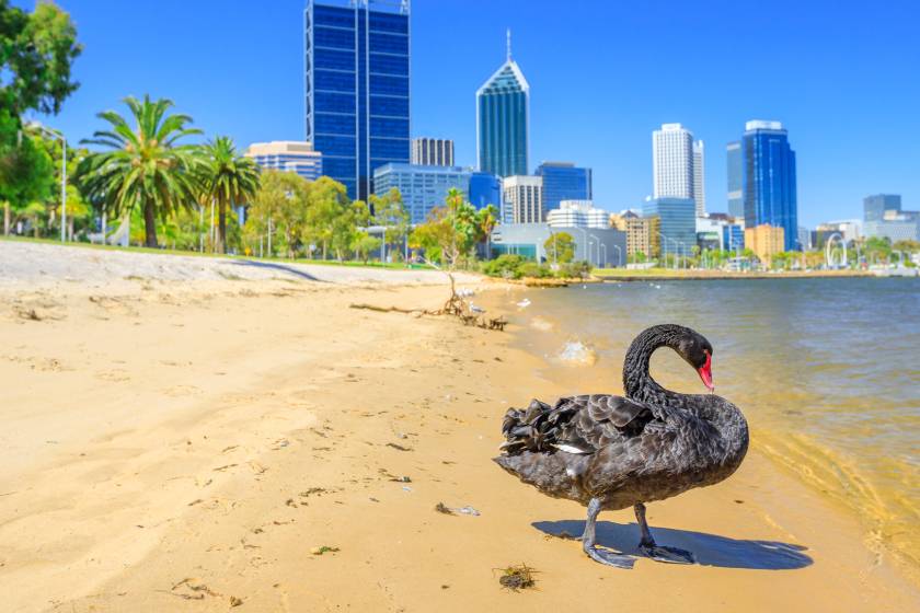 Black Swan, Perth