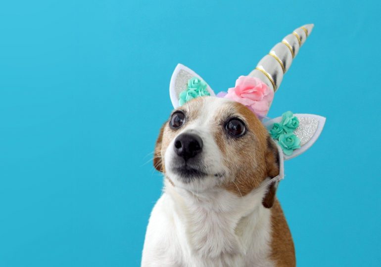 unicorn dog