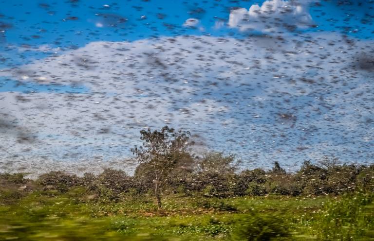 Drones could be the solution to locust plagues destroying crops