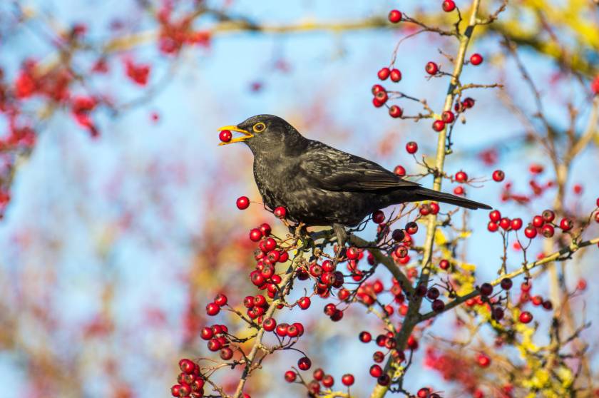 Blackbird