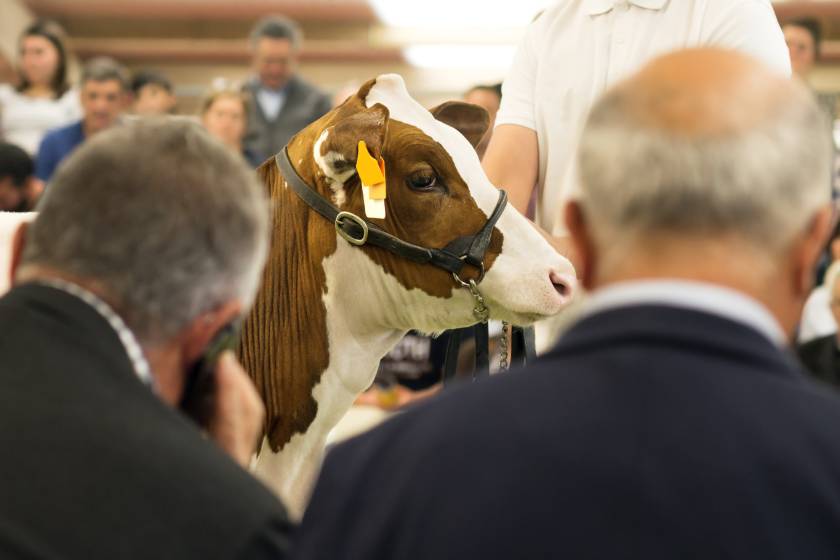 Cattle at auction