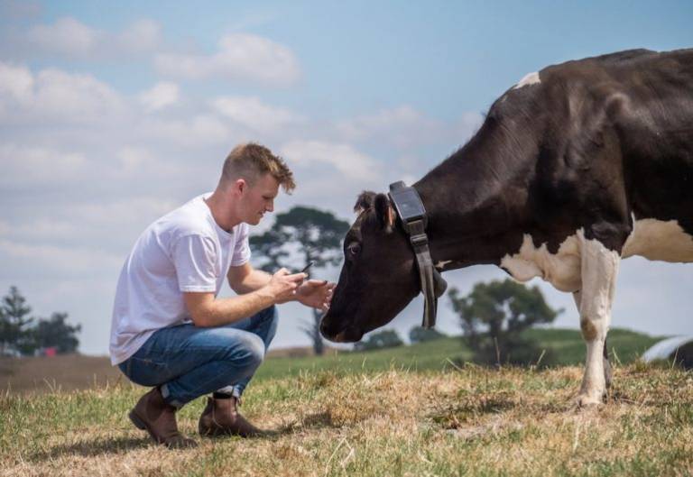 New Zealand agritech startup Halter has raised $29 million in Series B for a ‘cowgorithm’ to create fenceless farming