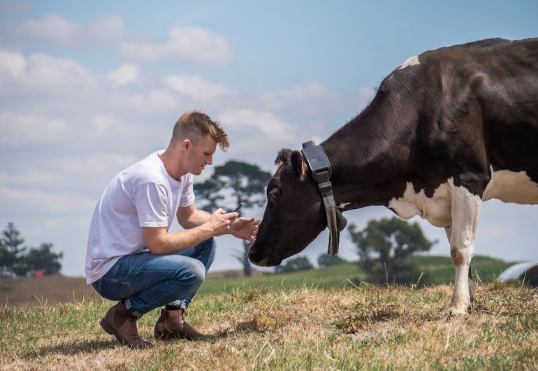 New Zealand agritech startup Halter has raised $29 million in Series B for a 'cowgorithm' to create fenceless farming