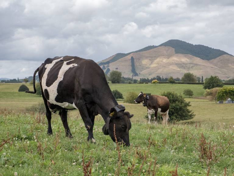 Ignition Lane's Weekly Wrap: VC investment peaks, cowtech as bro, Big Tech earnings soar