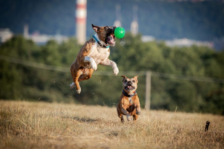 dogs chasing ball