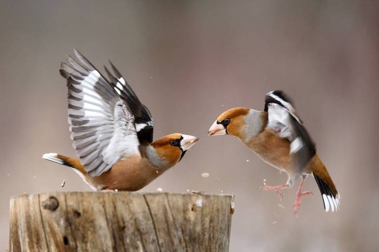 Twitter is designed for hostility and controversy – and women cop it the most. Here’s why, and how it might&nbsp;change