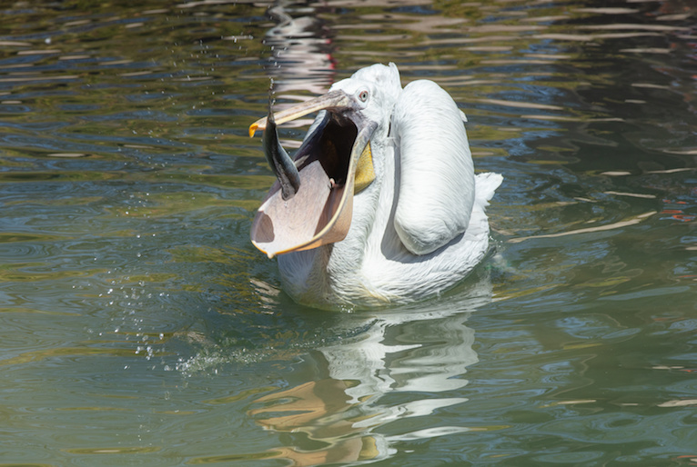 How to choose the freshest seafood this Easter