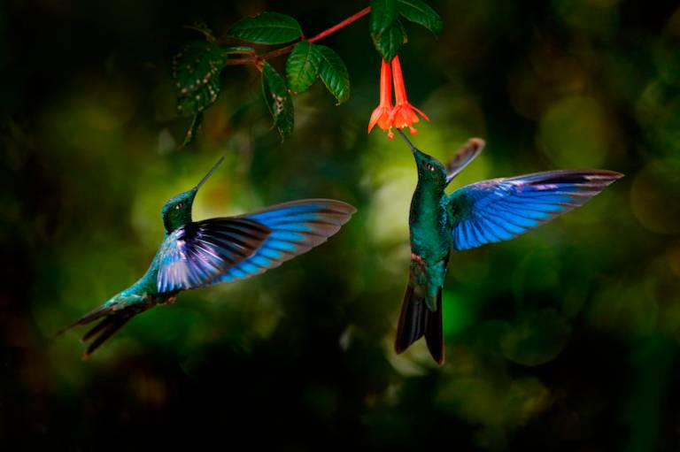 KPMG is on the hunt for eco-startups tackling nature and biodiversity issues, offering a $100,000 prize