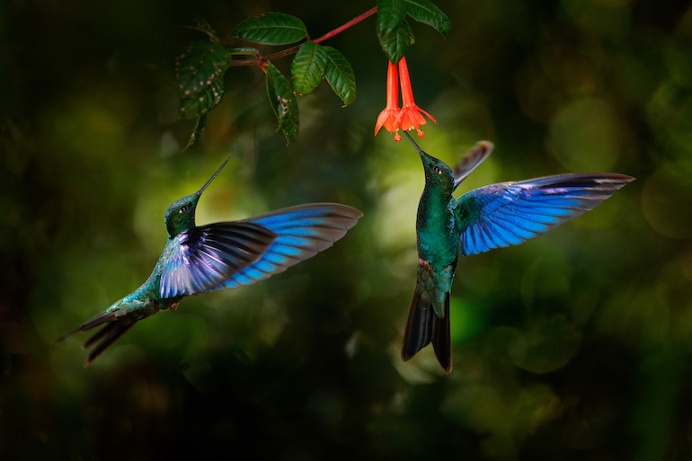 Hummingbirds