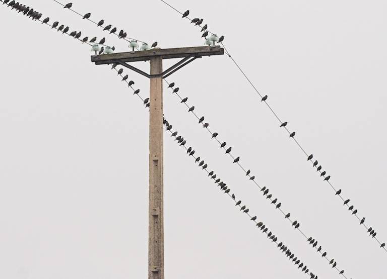 4 important things we’d lose if Musk tanks Twitter