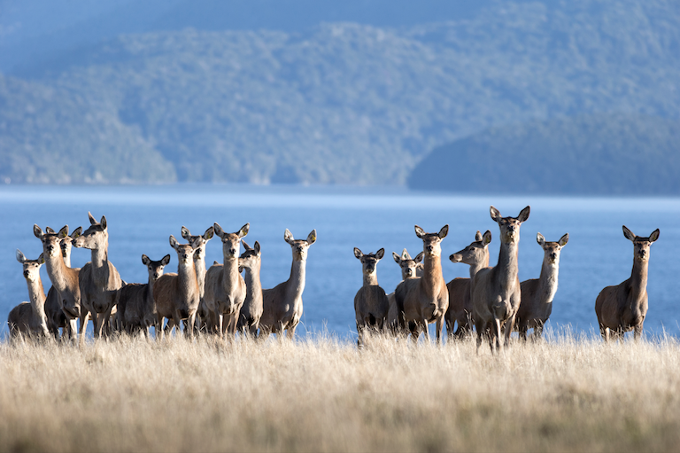 That’s nice deer: New Zealand researcher find the latest milk that’s ‘good for you’