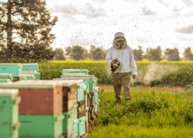 ‘A golden opportunity for startups’: Applications open for AgriFutures AgXelerate Program