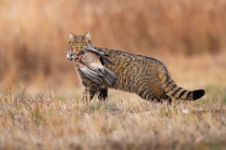 Why Elon Musk’s plan to get rid of the block function on the former Twitter could be its coup de grace