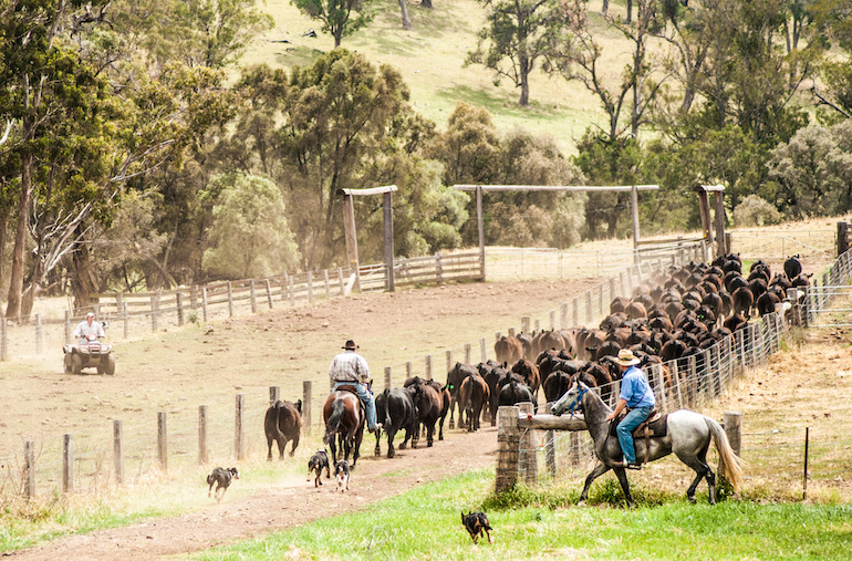 Muster farm, cattle