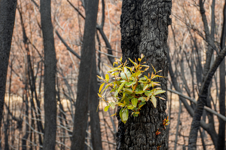 Australian bushfires aftermath: eucalyptus green shoots