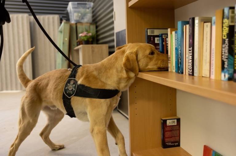 A nose for tech: How the AFP is using sniffer dogs to tackle crime in the digital age
