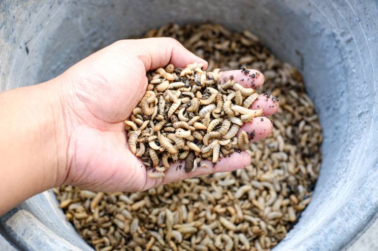 Breakthrough Victoria pours $2.5 million into food waste rival to Goterra and Bardee