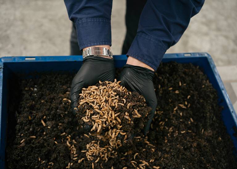 Goterra’s maggot ‘robots’ launch in Western Sydney, set to revolutionise food waste management