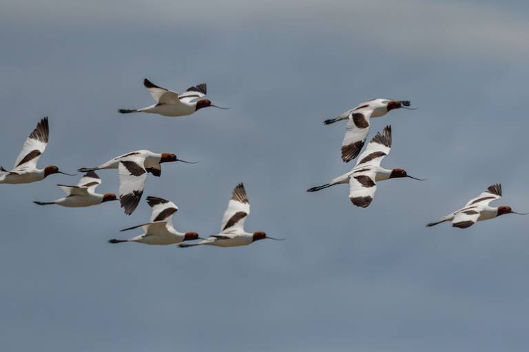 Tech just got bumped up the list as a priority for skilled migration