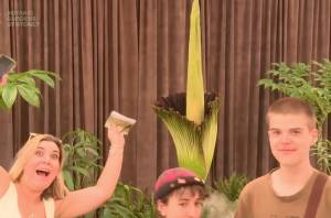 9000 people are currently watching a plant that stinks bloom in Sydney's Botanic Gardens