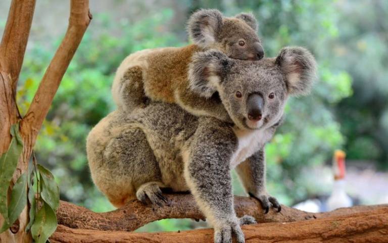 Still after a Switch 2 preorder? Time to book a holiday to Australia