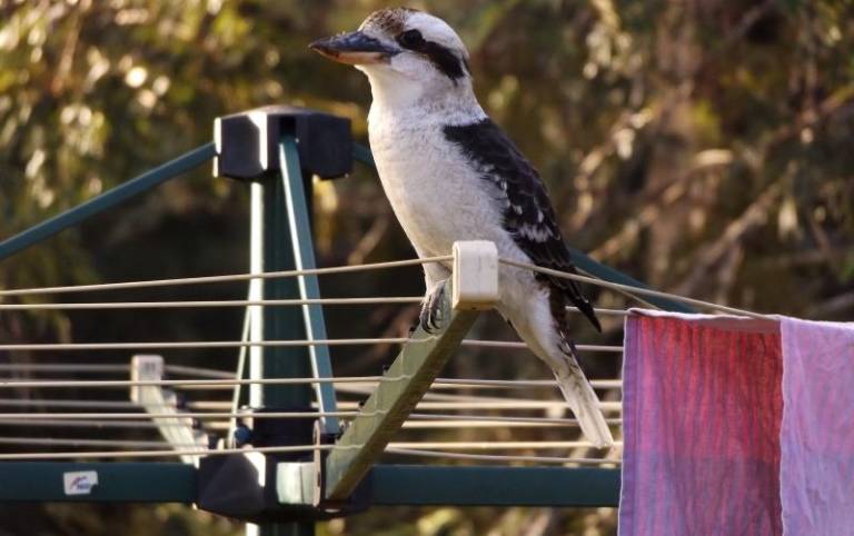 If nostalgia is Australia’s innovation story, no wonder we’re stuck