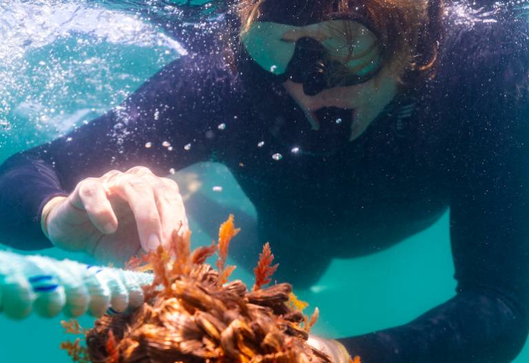 WA livestock methane startup Freemantle Seaweed raises $2.2 million in crowdfunded Seed round